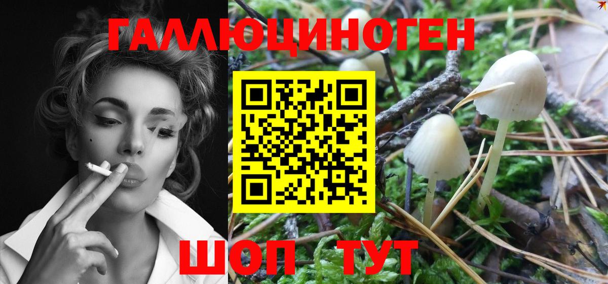 Псилоцибиновые грибы Psilocybe Кинешма